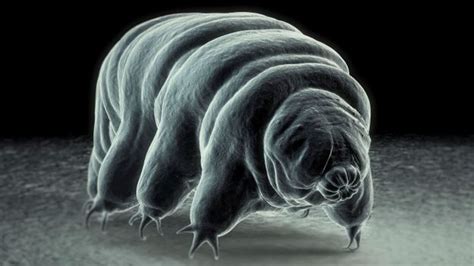 Bbc Earth For The First Time We Can See How Tardigrades Mate