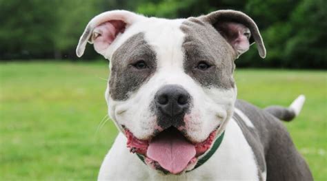 Bully stick doggy pupsicles with blueberries & apples. Best Dog Foods For The American Bully: Puppies, Adults ...