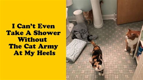 50 Cats Shamelessly Disrespecting Peoples Personal Space 44 Funny