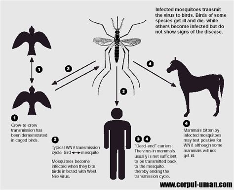 Virusul west nile se răspândește în cele mai multe cazuri prin înțepătura țânțarilor infestați, care, la rândul lor îl contractează prin înțeparea păsărilor infectate. Virusul West Nile - transmiterea la om