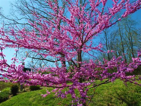The Early Spring Bloom Of The Forest Pansy Redbud Followed By