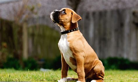 Boxer Dog Breed Information Training Images Dogexpress