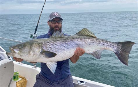 Njdep Fish And Wildlife Striped Bass