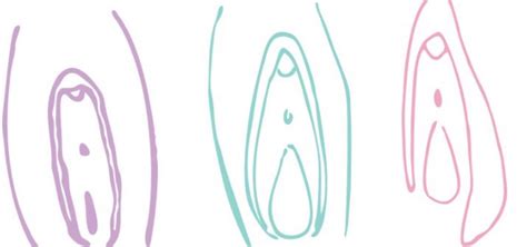 La guía para adolescentes que muestra cómo luce una vulva normal y