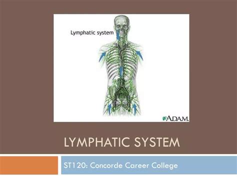 Ppt Functional Anatomy Of Lymphatic System Powerpoint 47541 Hot Sex Picture