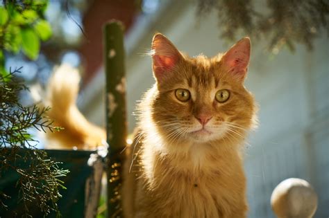 Mimpi kucing banyak dalam islam. Arti Mimpi Melihat Kucing | Ibnu Sirin | Ahli Tafsir Mimpi