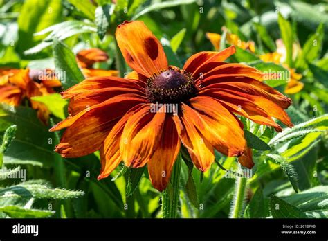 Rudbeckia Hirta Cappuccino A Yellow Orange Red Herbaceous Perennial