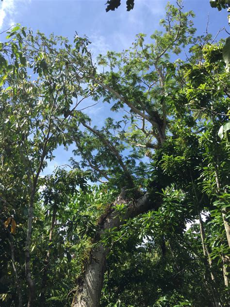 Landowners Can Help Save Endangered Guam Native Tree