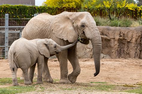 Elephant Reid Park Zoo