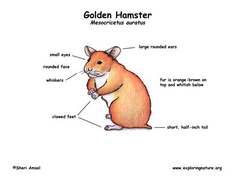 984 male body parts diagram free vectors on ai, svg, eps or cdr. Hamster (Golden)