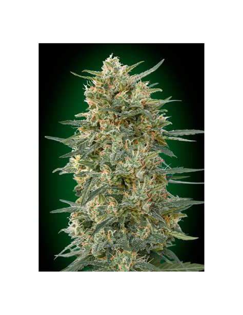 Buy Gorilla Fast From 00 Seeds Oaseeds