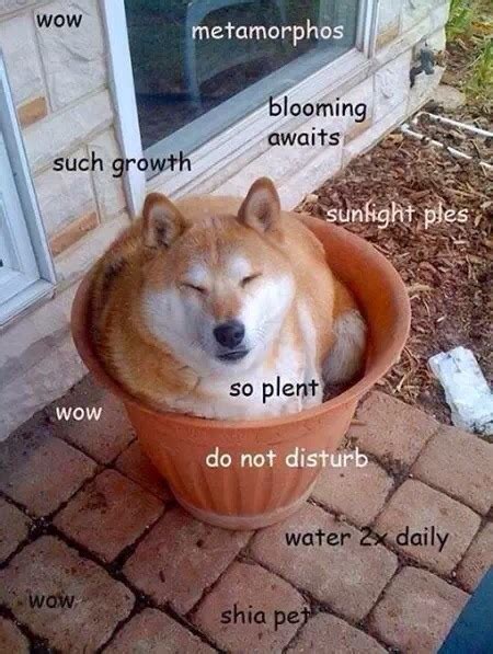 Awesome Doge Doge In Flower Pot