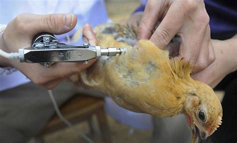 The h7n9 has infected 1,668 people and claimed 616 lives since 2013, according to the united nations' food and agriculture organization. China's H7N9 bird flu spreads in Beijing, second case reported - Indian Express