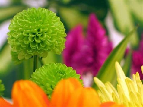 Top 21 Green Flowers That Look Absolutely Amazing Florgeous
