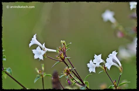 Arvind Katoch Photography Tiny Pure White Jungle Flowers Small Beauty