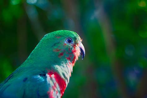 Parrot Profile Photograph By Warwick Lowe Fine Art America