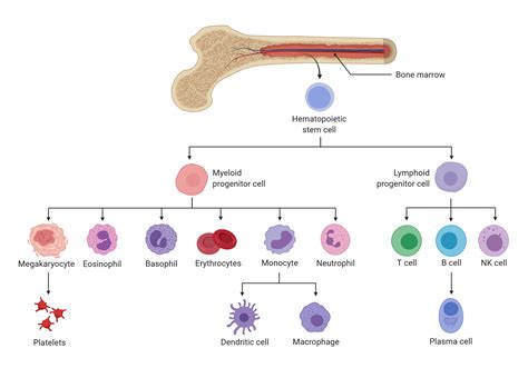 Aging Associated Inflammation As A Driver Of Myeloid Malignancies
