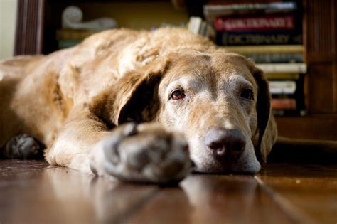 It will quickly become a. Tips to Help Your Dog Sleep Through the Night | PetHelpful