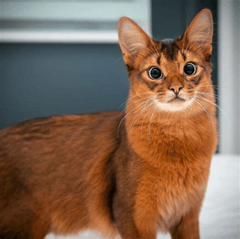 Meet Errol A Cat Who Looks Like A Fox Cattitude Daily