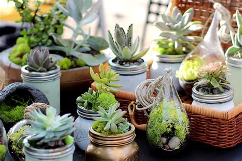 Succulent roots are very fragile so be gentle when repotting. Succulents 101: A Handy Guide for Beginners | Succulents ...