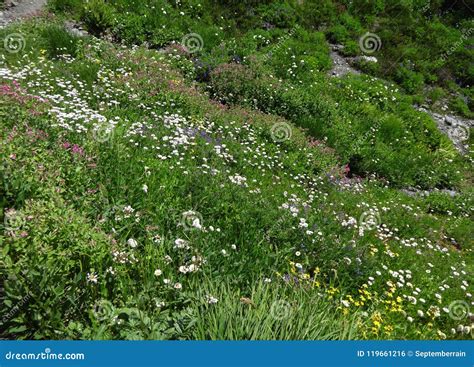 Wildflowers Bloom In A Meadow In The North Cascade Mountains In Summer