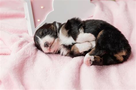 Newborn Puppy Australian Shepherd Puppy Stock Image Image Of Orange