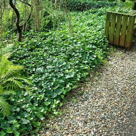 Ivy Hederaevergreen Shade Ground Coverjumbo Landscape Plug