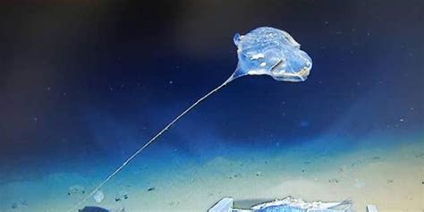Living Balloon On A String Discovered In The Deepest Part Of The