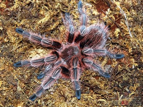 Something of, from, or related to chile, a country in south america. My Tarantism: Chilean Rose Tarantula