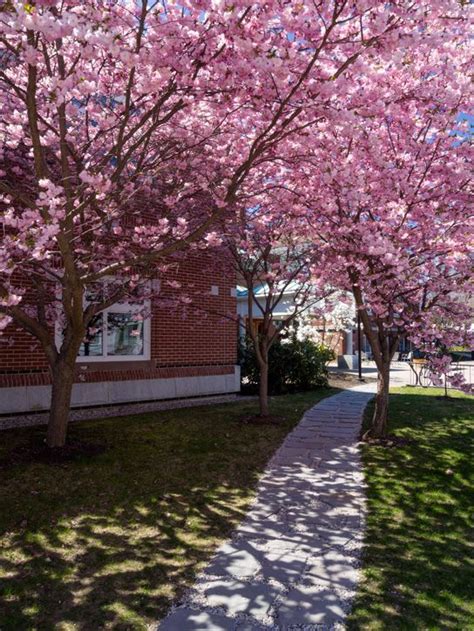 Cherry Blossoms Curtis Memorial Library Brunswick Maine 10011