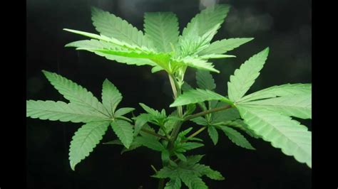 To perform a successful marijuana cloning, you need to get a cutting from an already mature cannabis plant, place it in a rooting medium or cannabis cloning kit and then supply it with the required nutrient. Marijuana clone in hydroponics 2 weeks timelapse vegging ...