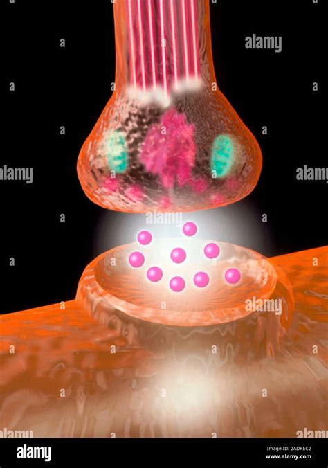 Synapse Computer Graphic Of A Synaptic Knob Upper Centre Which Is