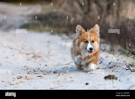 Welsh Corgi Fluffy Runs Around The Beach And Plays In The Sand Image