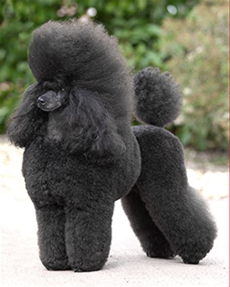Poodle Miniature Breeds A To Z The Kennel Club
