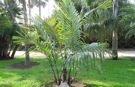 Top 19 Small Or Dwarf Palm Trees With Identification Guide Pictures