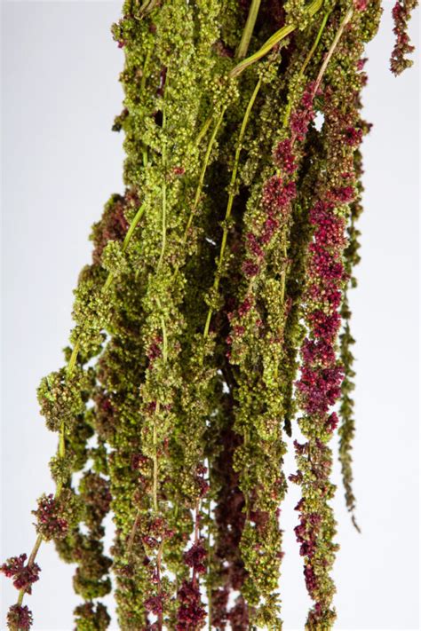 Amaranthus Hanging Dry Green And Red Wafex
