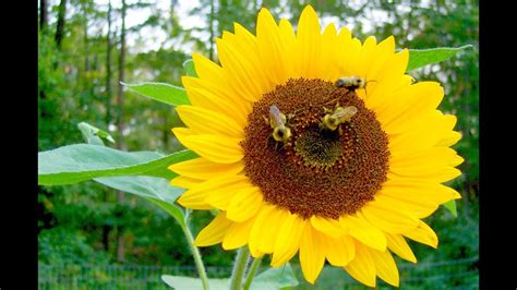 Pollination Process Sunflower And Bee Youtube