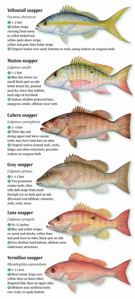 Saltwater Fishes Of Florida Southern Atlantic Coast And The Florida Keys