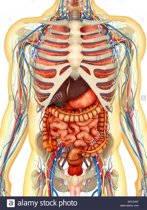 Transparente Körper Mit Inneren Organen Nervensystem Lymphsystem Und