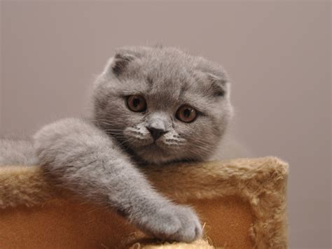 Another Grey One Cat Breeds Scottish Fold Wild Cat Breeds