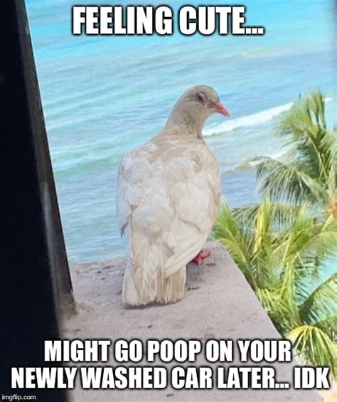 Bird Poop On Car Meme