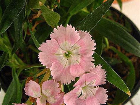 Dianthus Caryophyllus