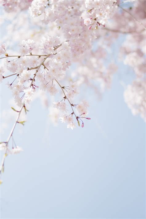 500 Sakura Pictures Download Free Images On Unsplash