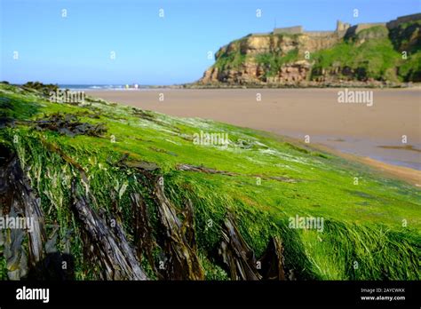 Tynemouth Long Sands On The North East Coast Of England Pictured On A