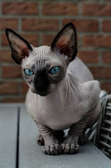 sphynx cats   fascinating intriguing beauty viral cats blog