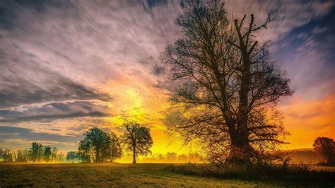 1920x1080 Spring Trees And Sunset 1080p Laptop Full Hd Wallpaper Hd