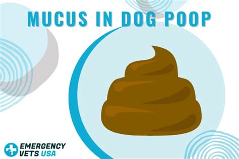 Is Mucus In Dog Stool Normal