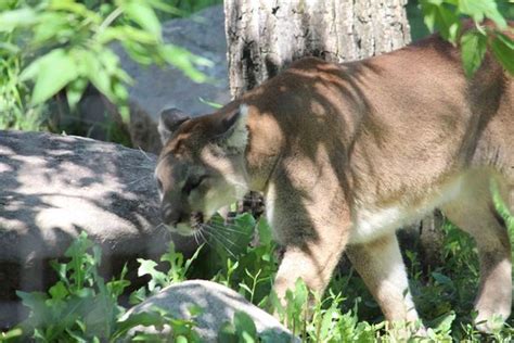 Pet friendly bismarck hotels and motels are listed below along with the pet policy if available. The Dakota Zoo (Bismarck) - 2021 All You Need to Know ...