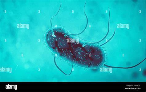Micro Bacteria Hi Res Stock Photography And Images Alamy