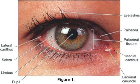 Eyeball Anatomy Diagram